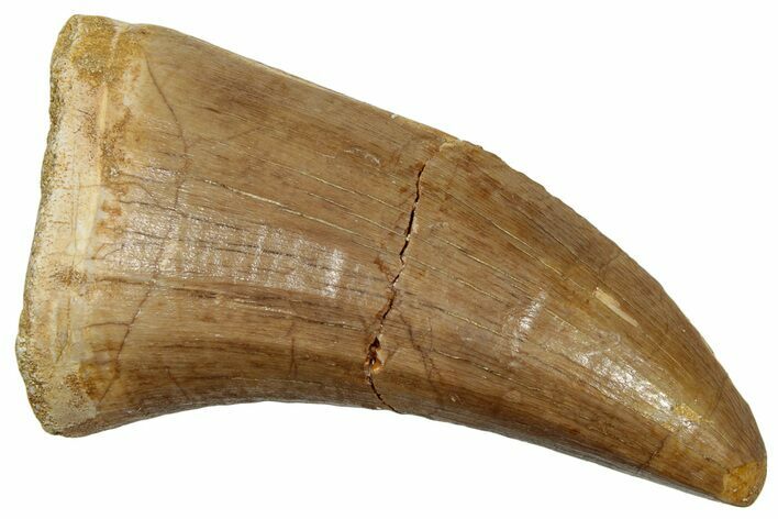 Fossil Mosasaur (Mosasaurus) Tooth - Morocco #247868